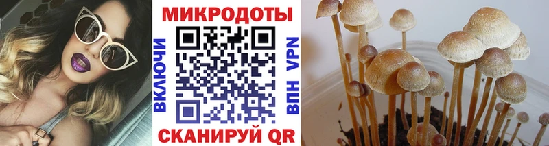 Галлюциногенные грибы Psilocybe  Ковров 